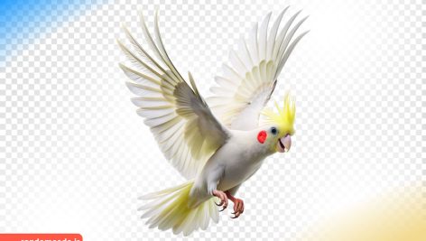 طرح سه بعدی با کیفیت طوطی عروس هلندی در حال پرواز png کد 05